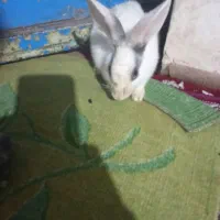 خرگوش|موش و خرگوش|قزوین, |دیوار