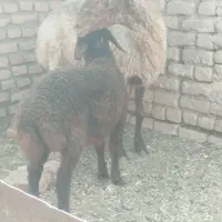 میش زاییده بره نر.فقط ۳۹ملیون