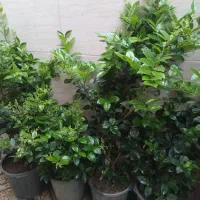 گل طبیعی یاس هلندی