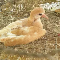 فروش پرنده خانگی  شکلاتی دوماه عکسی یک ماه پیش هست