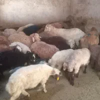 گوسفند زنده
