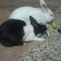 خرگوش