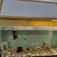 آکواریوم 30*85|ماهی|رشت, نیروی دریایی|دیوار