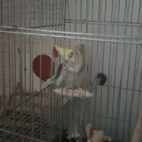 جفت عروس هلندی|پرنده|سرداران, |دیوار