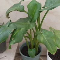 گلهای آپارتمانی