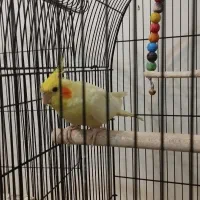 عروس هلندی مولد و غیر مولد|پرنده|فارسان, |دیوار