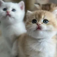 گربه اسکاتیش بریتیش مجموعه کت سیتی