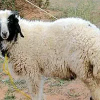 ی بره چاق نر