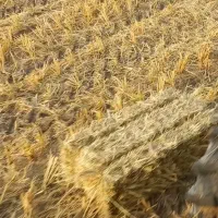 کمل ،کاه شالی