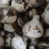 موسیر
