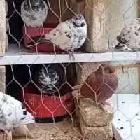 کفتر معاوضه با مرغ محلی