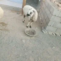 یک میش شاهدار