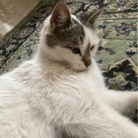 گربه گمشده در کارشناسان فرهنگ و وصال|حیوانات|اردبیل, |دیوار