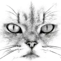 جوجه بریتیش|گربه|تهران,  امام زاده قاسم (نیاوران)|دیوار