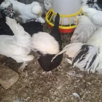 مرغ وخروس تخم گذار سلطان لهستانی اصل