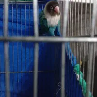طوطی کوتوله|پرنده|کرمان, |دیوار