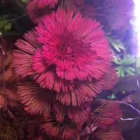 گیاه پلنت|ماهی|تهران, جوانمردان (اندیشه)|دیوار