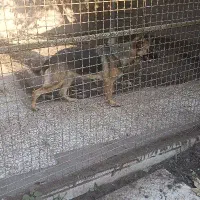 ژرمن ماده|سگ|رشت, منظریه|دیوار