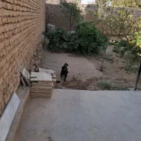 سگ پاکوتاه|سگ|اسحاق آباد, |دیوار