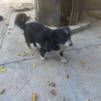 سگ ماده 2ساله،