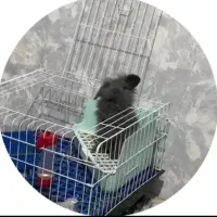 خرگوش لوپ فرانسوی