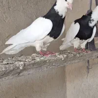 فروش چند عدد طوقی بدون خطا|پرنده|چمران, |دیوار