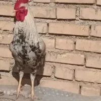 یک عدد خروس لری  بفروش میرسد خروس سرحال