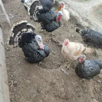 بوقلمون محلی