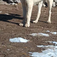 توله عراقی|سگ|مشگین شهر, |دیوار