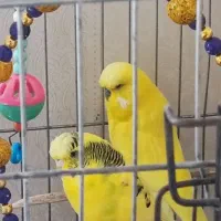 مرغ عشق انگلیسی یک جفت و یک ماده