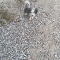 سگ پا کوتاه