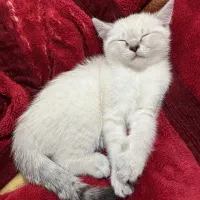 واگذاری گربه بریتیش نر