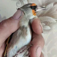 سهره|پرنده|ابریشم, |دیوار