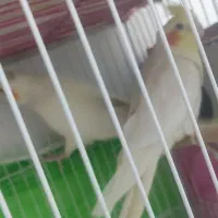 عروس هلندی جفت ویک جفت کوتوله|پرنده|مشهد, منزل آباد|دیوار
