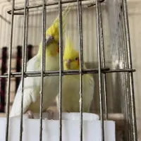 یه جفت عروس هلندی جفت شده با قفس در حال تخم گذاری