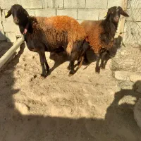 میش شیشک افشاری|حیوانات مزرعه|بن, |دیوار