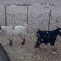 دو راس کهره چاق