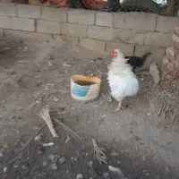 خروس فری سفید