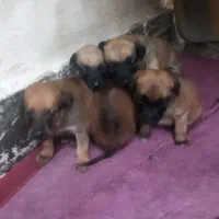 سگ پیتبول استاف