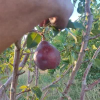 سمپاشی مخصوص آخر تابستان و  پاییزه  درختان