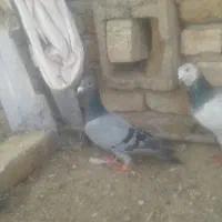 کفتر  سیستان