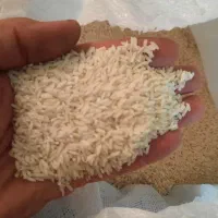 برنج محلی دورود