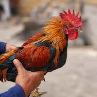 مرغ وخروس