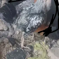 خروس دورگ هیکلی ۸۰۰