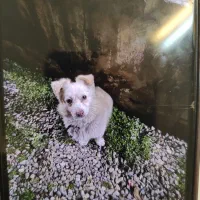 این سگ خوشگل واگذار میشه