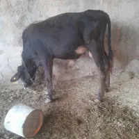 گاو با گوساله نر
