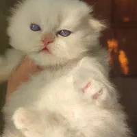 گربه اسکاتیش و پرشین|گربه|گنبد کاووس, |دیوار