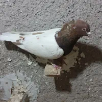 المانی پرشی|پرنده|میان جلگه, |دیوار