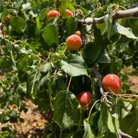 باغ-600متری-تکمیل-قلعه-سفید