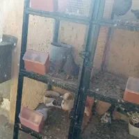 قفس جفت کن کفتر